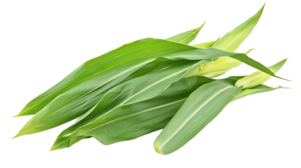 Green leaf corn field, isolated on transparent background, representing nature's agriculture and the growth of fresh, organic maize crops in a healthy garden.