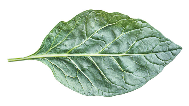 Spinach leaf isolated, representing a green organic healthy vegetable, raw and fresh, perfect for salads or nutritious meals.