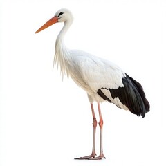 Elegant White Stork with Long Neck and Bright Orange Beak