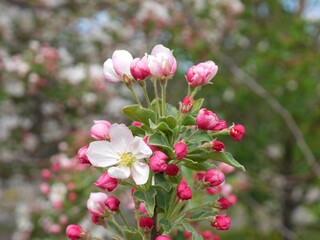 David Crabapple tree flowers in spring, Colorado