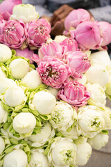 lotuses