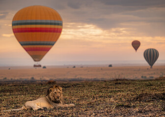 lion resting in masai mara kenya, a sentinel of the savannah, as colorful hot air balloons dot the...
