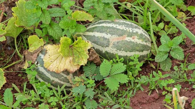 Growing cucurbits in the garden.