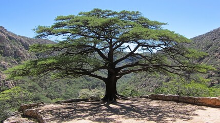 Obraz premium Majestic tree, canyon backdrop, sunny day, ancient ruins
