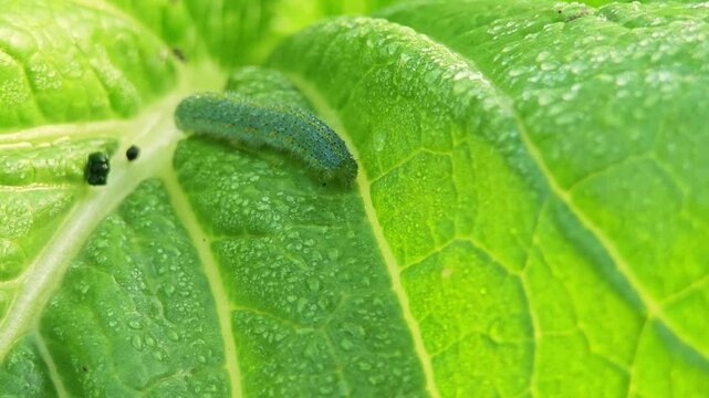 A worm poo on the leaf.