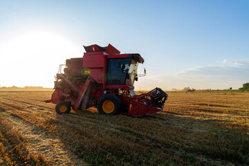 Fototapeta premium The combine is harvesting the wheat in the evening