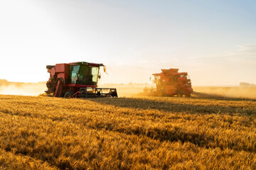 Fototapeta premium The combine is harvesting the wheat in the evening