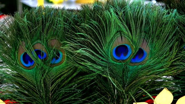vibrant peacock feathers with intricate details, featuring striking blue and green hues, delicate textures, and mesmerizing &ldquo;eye&rdquo; patterns, creating an exotic and elegant background.