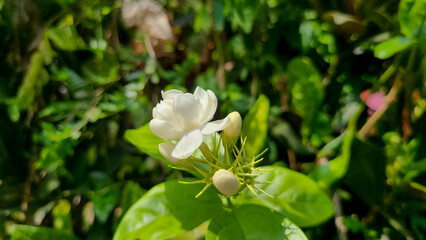Beautiful view of  Arabian jasmine.