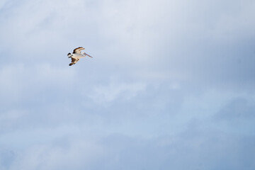 pelican in mid flight on a cloud day