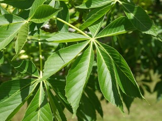 Ohio buckeye tree leaves in spring, Colorado
