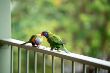 two rainbow lorikeets eating seed on a balcony