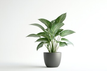 A 3D visual of a potted houseplant with smooth, glossy leaves, isolated on a white background for a clean and fresh look.