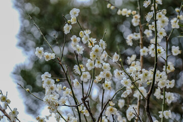 梅の花（春）