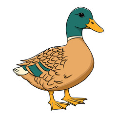 Duck cartoon, vector illustration, duck icon isolated on white background.