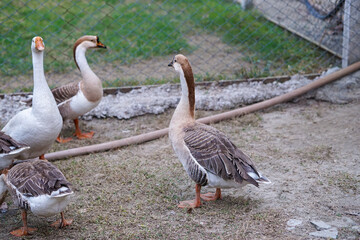 Domesticated Swan Geese in a Rural Setting Farm 
