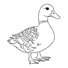 Duck cartoon, vector illustration, duck icon isolated on white background. Line art.