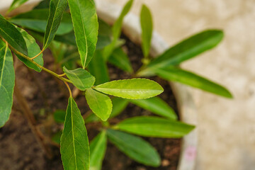Pomegranate tree leaves close up shot