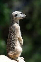 Meerkat Standing on a Rock – Alert Animal in Natural Habitat