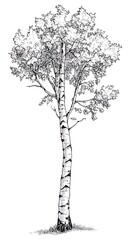 Fototapeta premium Birch Tree Drawing