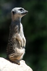 Meerkat Standing on a Rock – Alert Animal in Natural Habitat