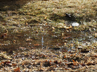A puddle in the grass