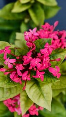 pink flowers in the garden