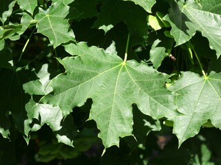 Norway Maple tree leaves in spring, Colorado