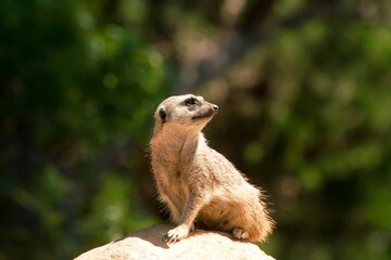 Meerkat Standing on a Rock – Alert Animal in Natural Habitat