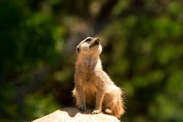 Meerkat Standing on a Rock – Alert Animal in Natural Habitat