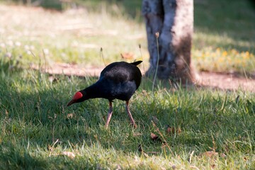 Adult Pukeko on the Lawn – New Zealand Swamp Hen in Natural Habitat