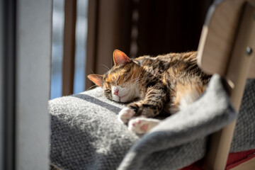 Tired cat comfortably resting and lying on soft woolen plaid on chair. Relaxed sleepy tricolour kitty basking in warm spring sunlight near window on balcony. Coziness with pet at home concept.