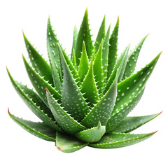 Aloe Vera isolated on transparent background  