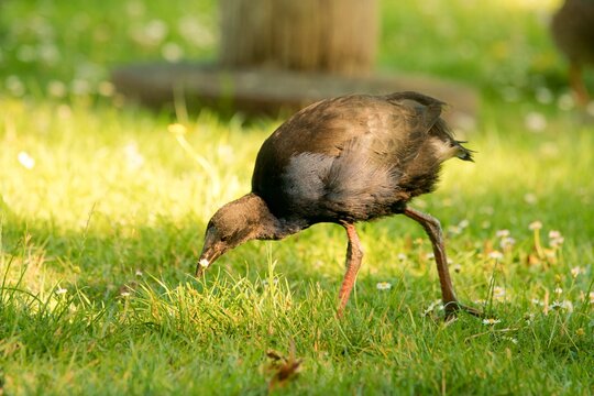 Young Pukeko Walking on Green Lawn in Natural Daylight