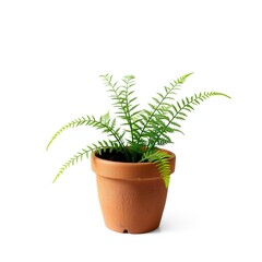 Obraz premium Small Fern Plant in Clay Pot