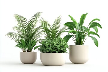 Fototapeta premium A clean and simple 3D illustration of lush green houseplants in decorative pots, isolated on a white background, showcasing modern indoor gardening.