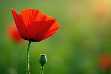 Obraz premium Single bright red poppy flower with tightly closed bud on a green stem, stem, flower
