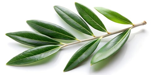 Obraz premium Olive twig with fresh green leaves isolated on white 