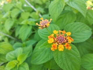 Lantana camara flowers blossom in outdoor garden 