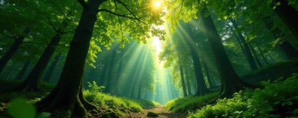 Lush forest canopy overhead sunlight filtering through, forest, light