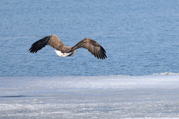 white-tailed eagle