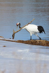 red-crowned crane