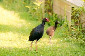 Naklejka premium Pukeko Family Foraging on Green Lawn in Park