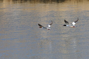 japanese duck