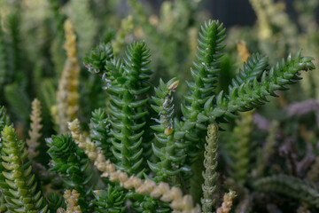 watch chain plant-Crassula muscosa