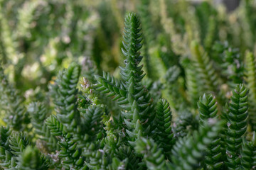 watch chain plant-Crassula muscosa