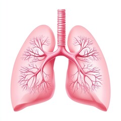 Lungs with Bronchial Tubes on White Background
