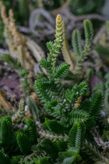 watch chain plant-Crassula muscosa
