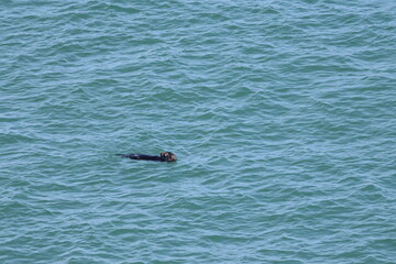 Fototapeta premium sea otter