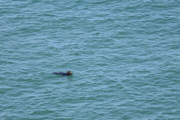 Fototapeta premium sea otter